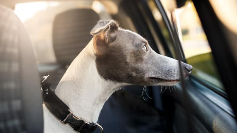 Правила перевозки домашних животных в автомобиле