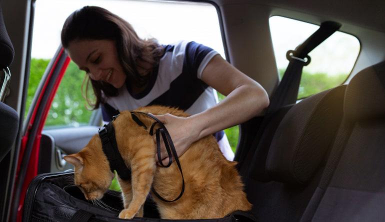 Подготовка к поездке. Чехлы для перевозки животных в автомобиле можно купить в интернет-магазине "Автопилот"
